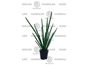 (80CM)