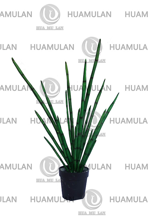 (80CM)