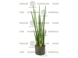 (90CM)