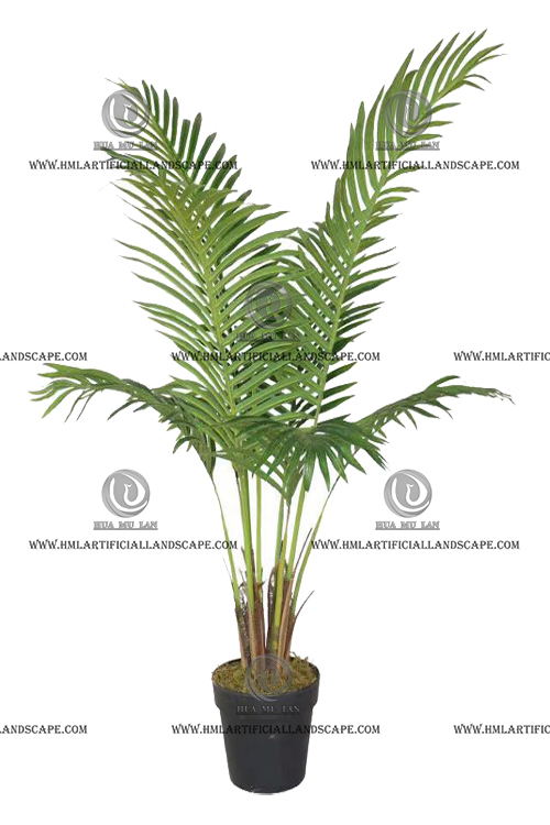 ARECA PALM