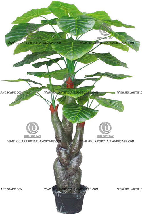 ELEPHANT'S EAR PLANT